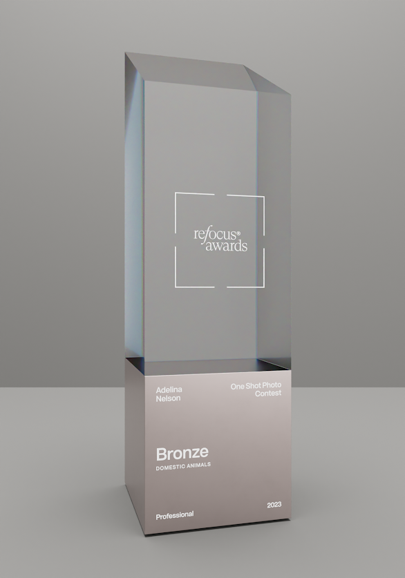 reFocus Bronze Trophy